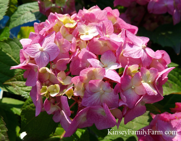 cityline-paris-hydrangea (700x544, 474Kb)