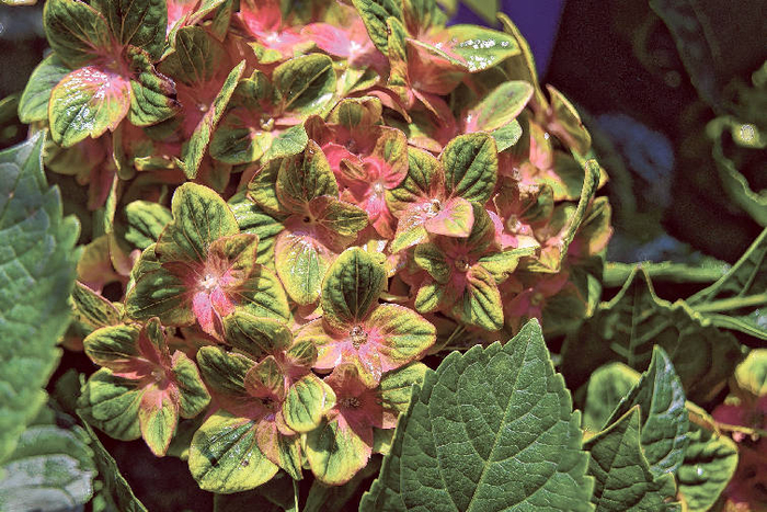 052215e00hydrangeas47634838451_t755_h8f8b0899da48e13e11d85eded48c4422eb3d6ed5 (700x467, 493Kb)