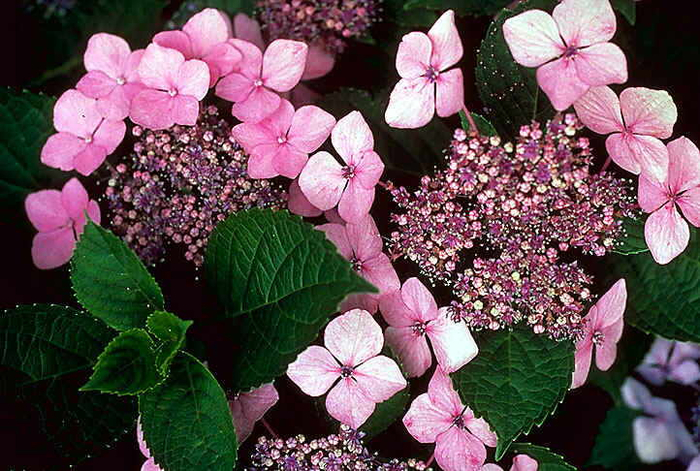 hydrangea_pink_lacecap (700x471, 458Kb)