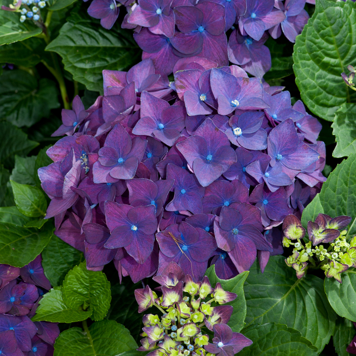 Hydrangea-macrophylla-'Deep-Purple' (700x700, 705Kb)