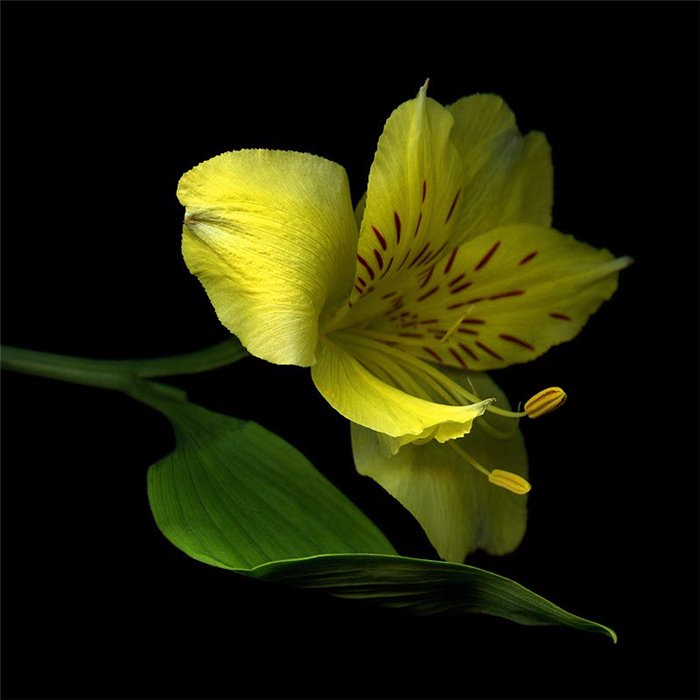 635 (700x700, 192Kb)