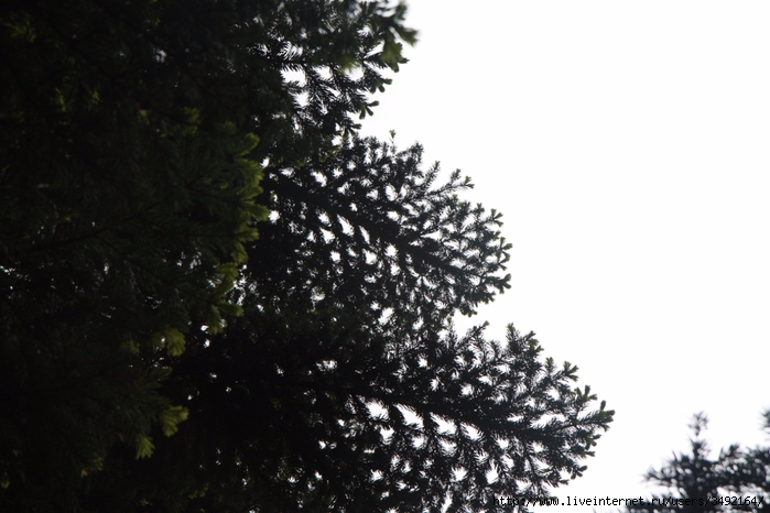 IMG_2561 (700x466, 206Kb)