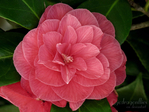  camellia_1_by_jcdragonflies-da8n82d (700x525, 363Kb)