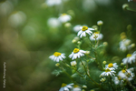  camomile_by_tlo_photography-dbdgu3g (700x466, 260Kb)