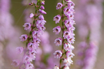  heather_flowers_by_enaruna-dawc0y9 (700x464, 300Kb)