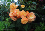  orange_begonias_by_kayandjay100-dbcjpmj (700x485, 491Kb)