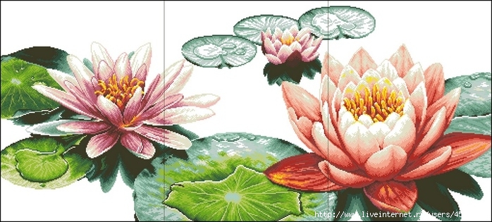 Fresh Lotuses (700x315, 191Kb)