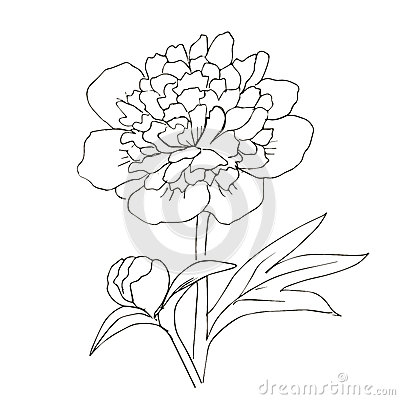 hand-drawn-vector-peony-flower-floral-natural-design-graphic-sketch-drawing-62889277 (400x400, 77Kb)