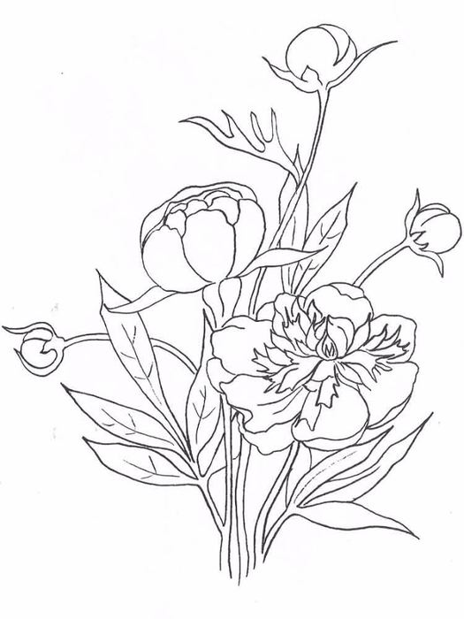 raskraski-cvety-pion-10 (525x700, 170Kb)