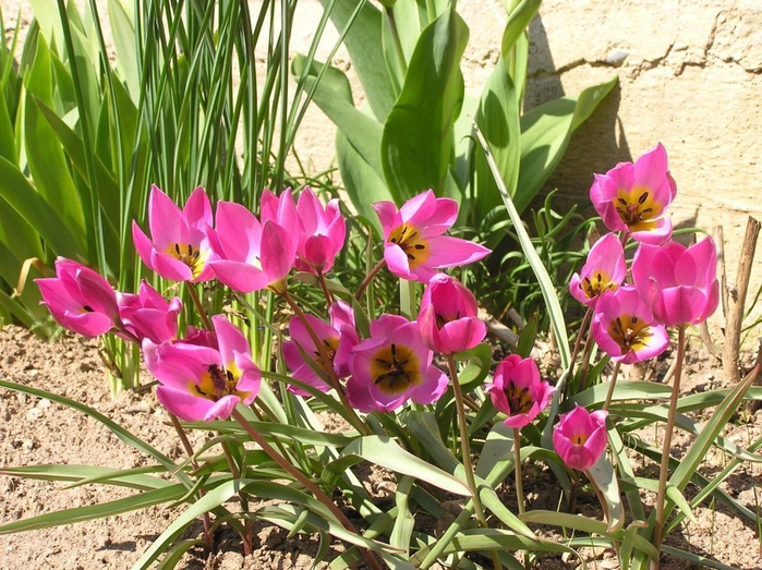 Tulipa-humilis-Helena (700x523, 511Kb)