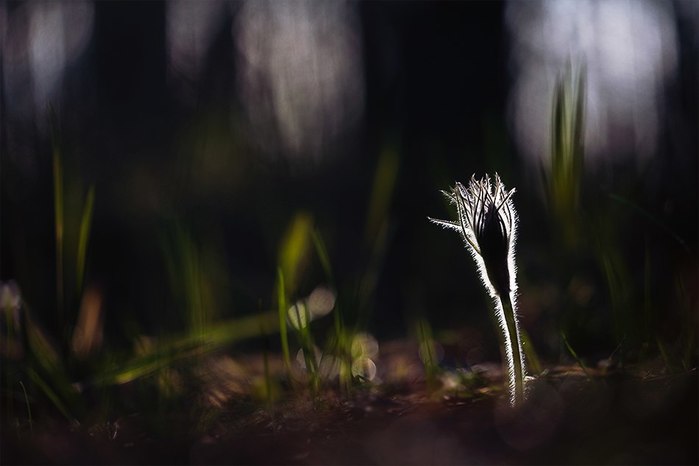 8vxSdFZYE_k (700x466, 33Kb)