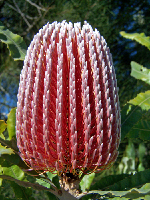 B_menziesii_gnangarra_15 (525x700, 555Kb)
