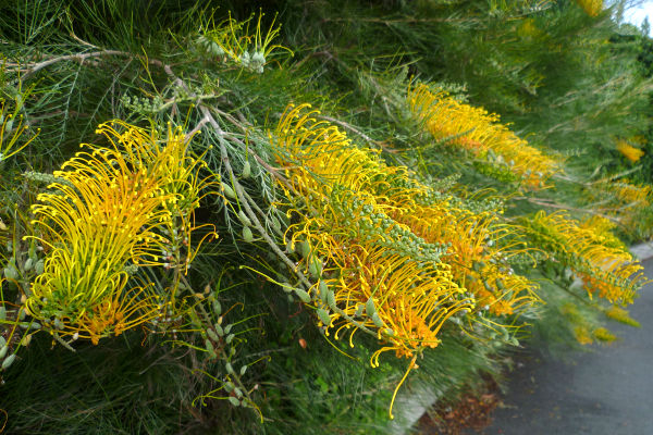 grevillea_golden_lyre_2 (600x400, 343Kb)
