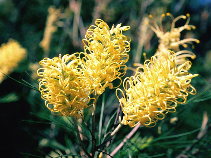 Grevillea-Moonlight. (700x525, 427Kb)