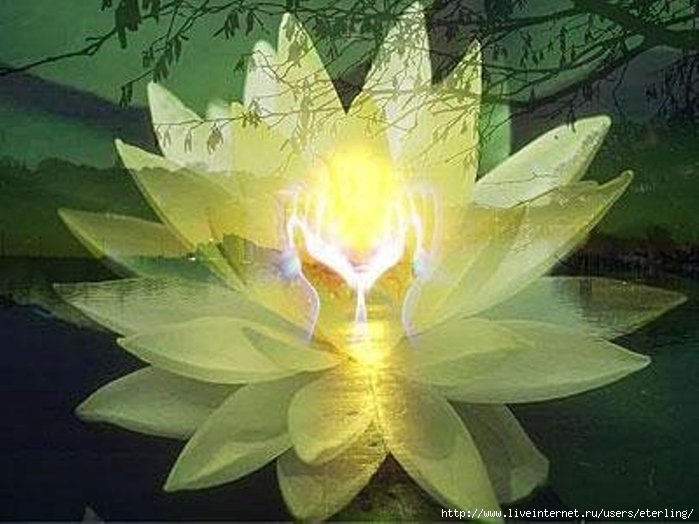 lotus_hands_xl (700x524, 174Kb)