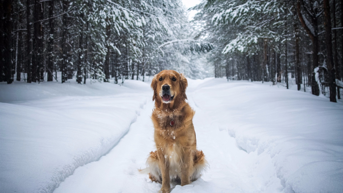 Dog-sit-in-the-snow-ground-winter_1920x1080 (700x393, 258Kb)