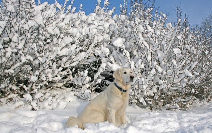 Собаки-ошейники-сидя-снег-деревья-1920x1200 (700x437, 429Kb)