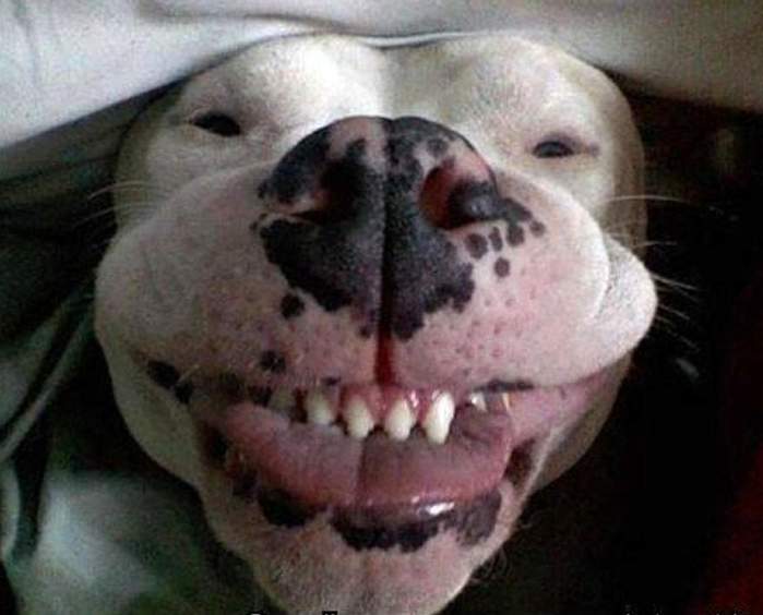 d0b7d0b2d0b5d180d181d0bad0b0d18f-d183d0bbd18bd0b1d0bad0b0 (700x564, 35Kb)
