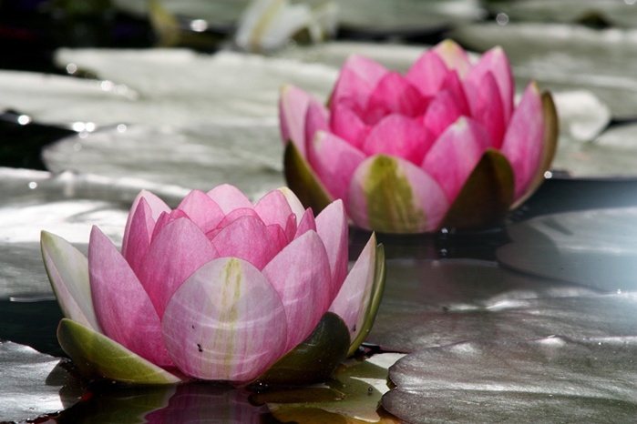 2714816_Lotus_flower_Closeup_478881 (700x466, 97Kb)