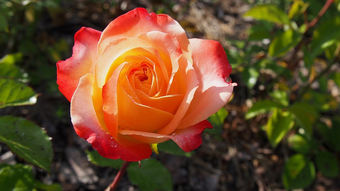 rose-2421126_960_720 (700x393, 276Kb)