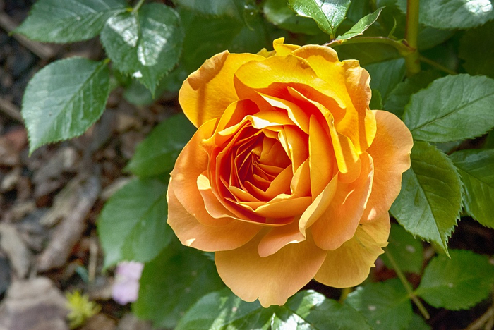 rose-2412562_960_720 (700x468, 381Kb)