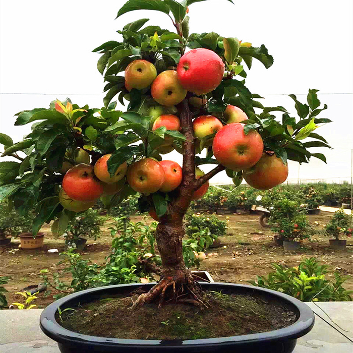 50-шт-очень-редкие-карликовые-font-b-apple-b-font-дерево-сладкий-плод-посадили-фруктовые-деревья (700x700, 606Kb)