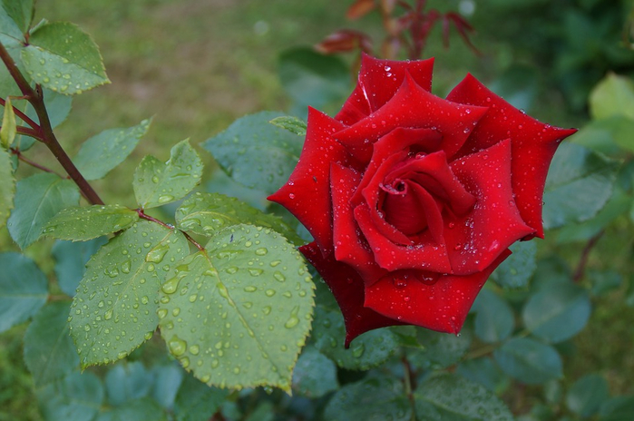 rose-2390418_960_720 (700x464, 334Kb)