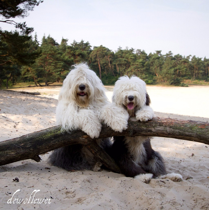 two_dogs_10 (699x700, 494Kb)