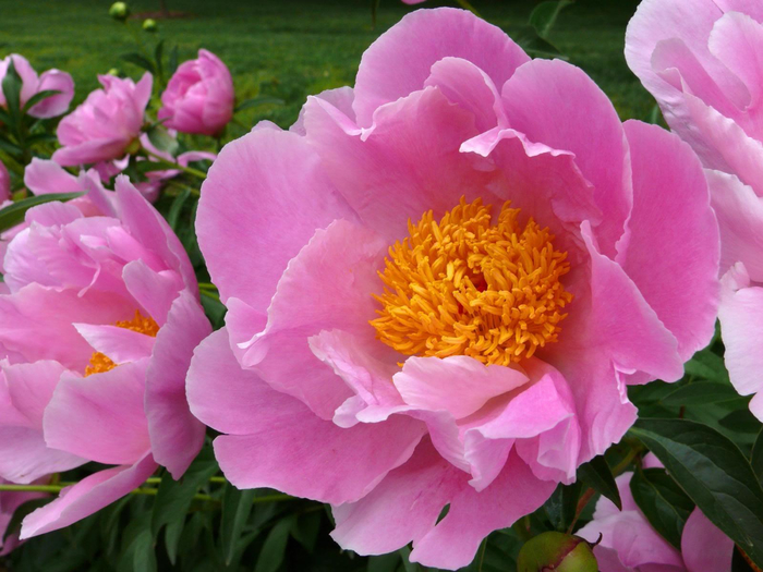 paeonia-65 (700x525, 396Kb)