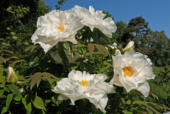 japanese-tree-peony-paeonia-suffruticosa-renkaku-two-flowers-BP5R6P (700x470, 403Kb)