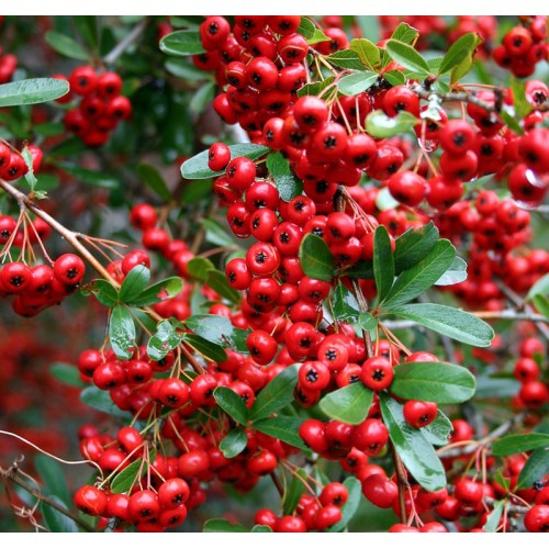 data-pyracantha-coccinea-pyracantha-coccinea-2-500x500_enl (500x500, 333Kb)