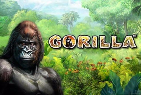 3.Gorilla (497x334, 199Kb)