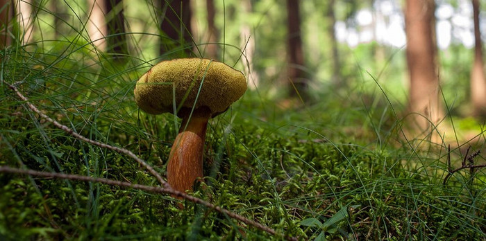 s84104611 (700x348, 107Kb)