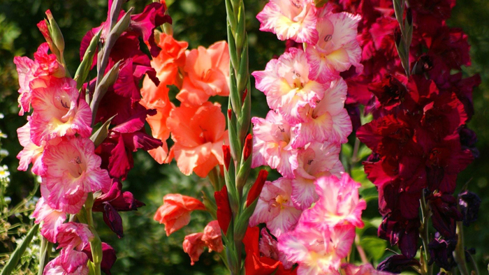 Nature___Flowers_Different_varieties_of_gladiolus_in_the_garden_083730_ (700x394, 393Kb)