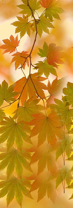 131696021_5_15_ (248x700, 222Kb)