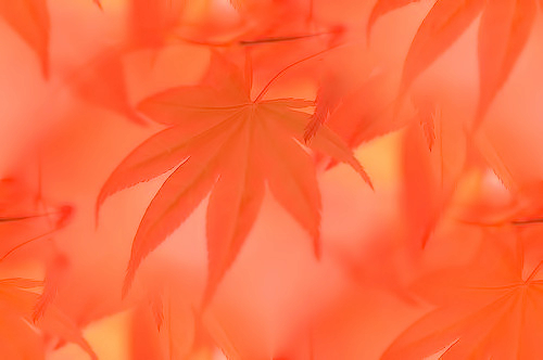 134977043_1 (500x332, 126Kb)