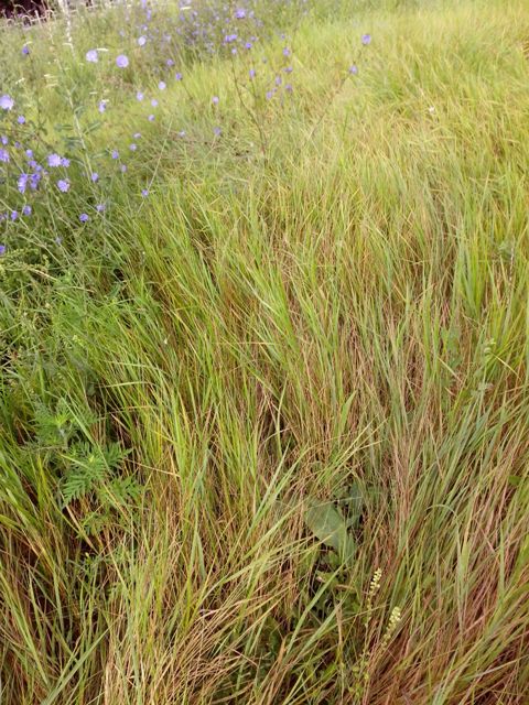 IMG_20170730_070144 (480x640, 106Kb)