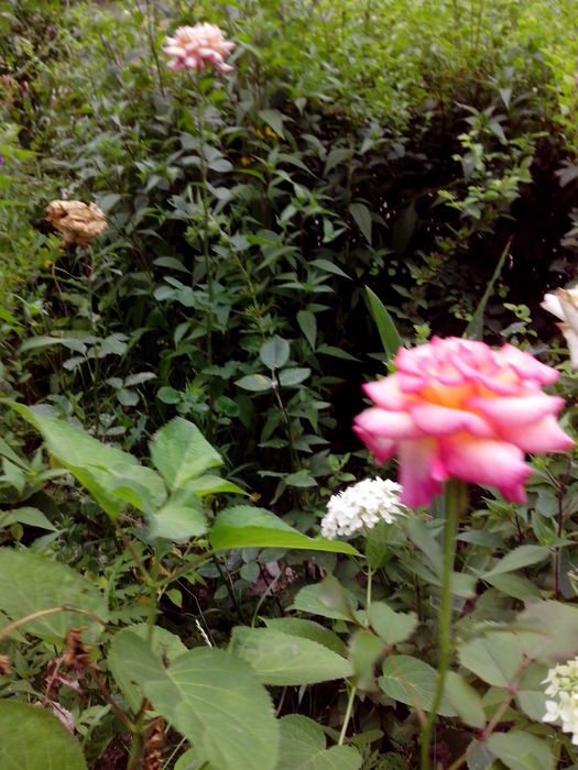 IMG_20170730_071909 (525x700, 89Kb)