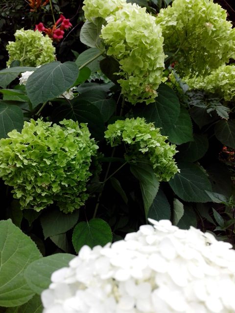 IMG_20170730_071936 (480x640, 63Kb)