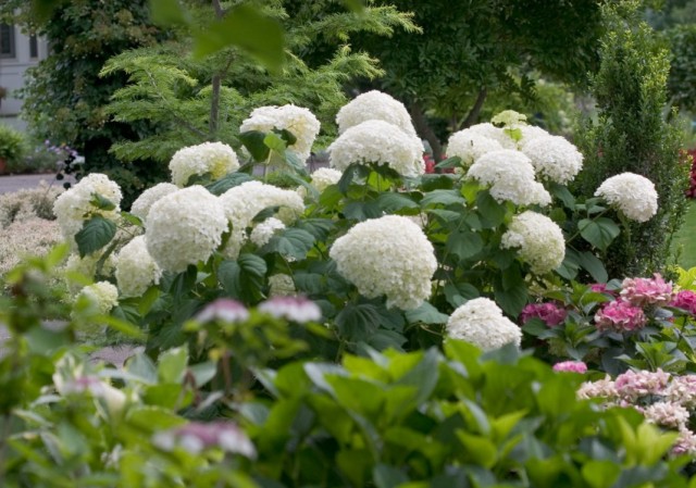 Hydrangea-arborescens-1-640x449 (640x449, 93Kb)