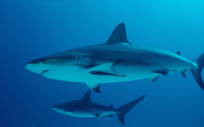 2-sharks-in-water-1024x640 (700x437, 41Kb)