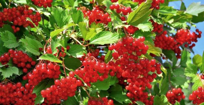 12274675_1295825613776998_6740340840973916398_n - РєРѕРїРёСЏ (700x360, 289Kb)