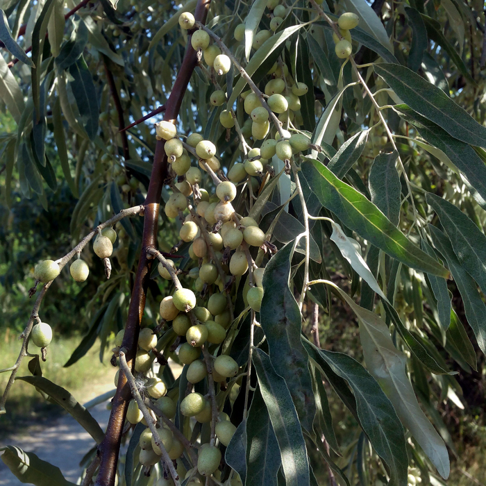 ягоды лох серебристый (дикая маслина)/683232_loh (700x700, 491Kb)