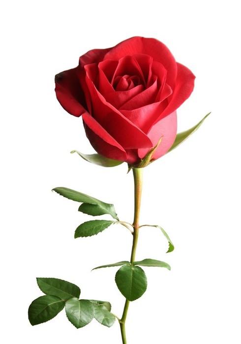 saint-valentin-rose (490x700, 35Kb)