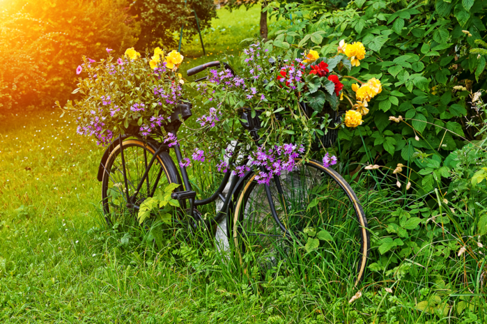 antique-bicycle-planted-the-plant-place (700x465, 832Kb)