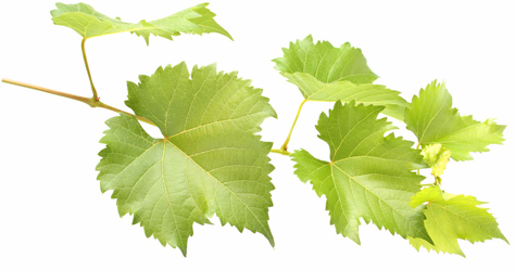 grape_leaves (474x250, 79Kb)