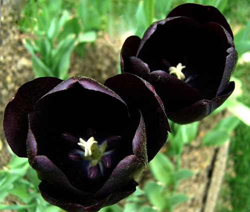 Черный тюльпан видео. Черные тюльпаны Абхазия. Черный тюльпан цветок. Чёрный тюльпан растение. Чернильные тюльпаны.