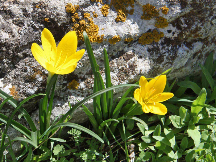 sternbergia-lutea 