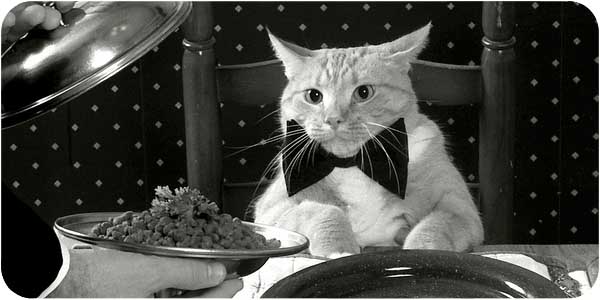 cat-food-5 (600x300, 48Kb)