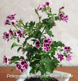 Pelargonium-grandiflorum1 (300x310, 57Kb)